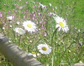 Gardening